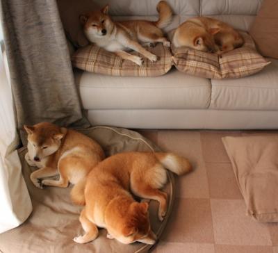 战术制胜，挪威精密布局压制爱尔兰，罗德里戈一剑封喉