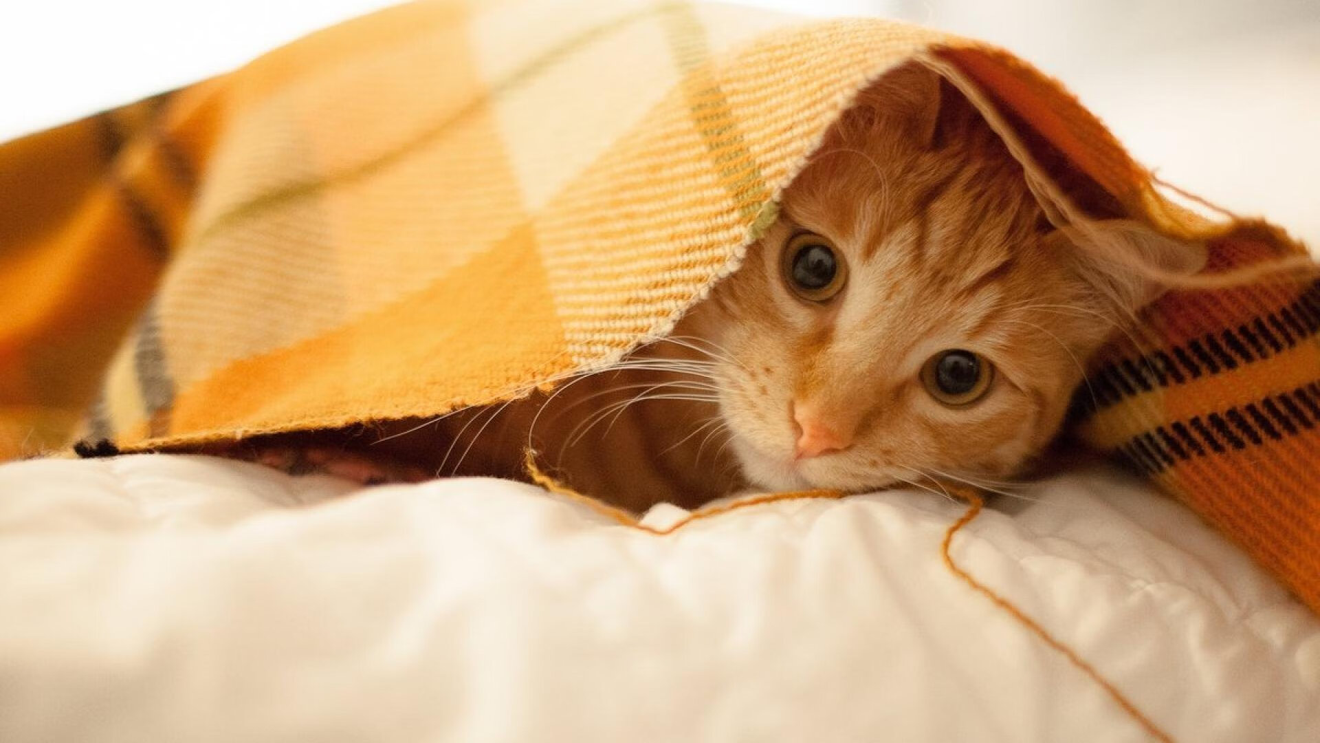 体育的全球狂欢与本土传奇，美加墨世界杯与CBA赛场交相辉映的竞技之光