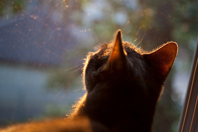 东决关键战之夜,当秒针停摆,只有奥斯梅恩的心跳在走