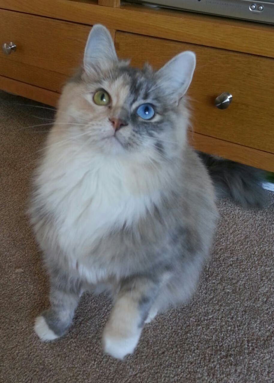 凯尔特人强压快船展统治力,英格拉姆关键回合不手软定胜局