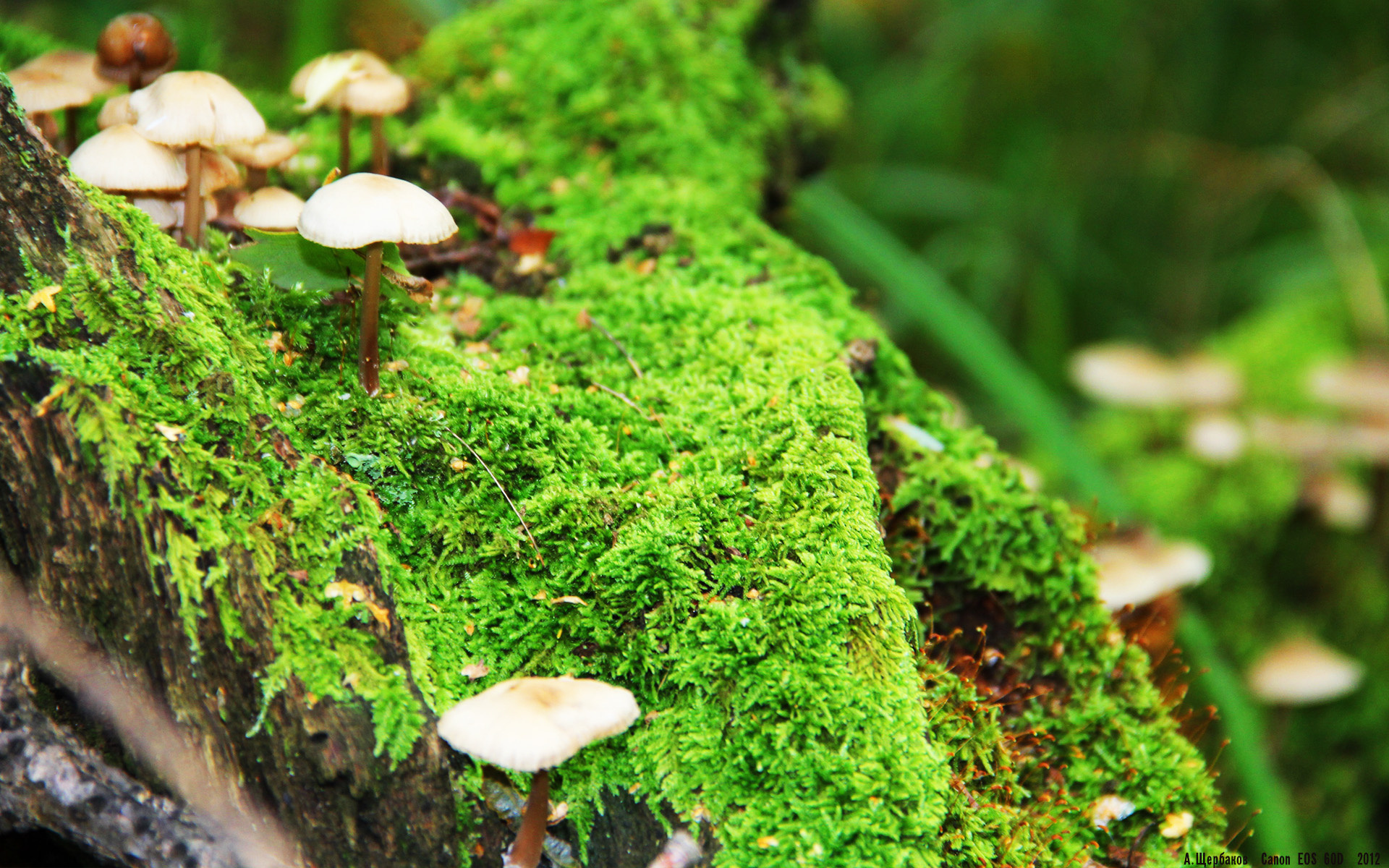 篮球奇迹夜,山西队爆冷胜灰熊,约基奇西决生死战定乾坤