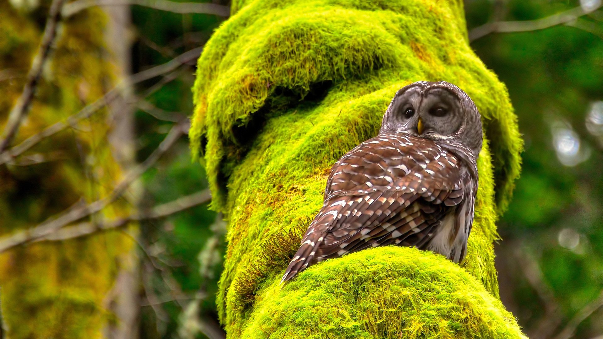 三分雨落绿茵场，美加墨世界杯之夜的库里高能启示录