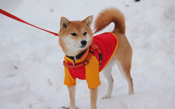 京多安魔法撕裂蓝鹰防线，丹麦球队欧冠夜奏响北欧传奇