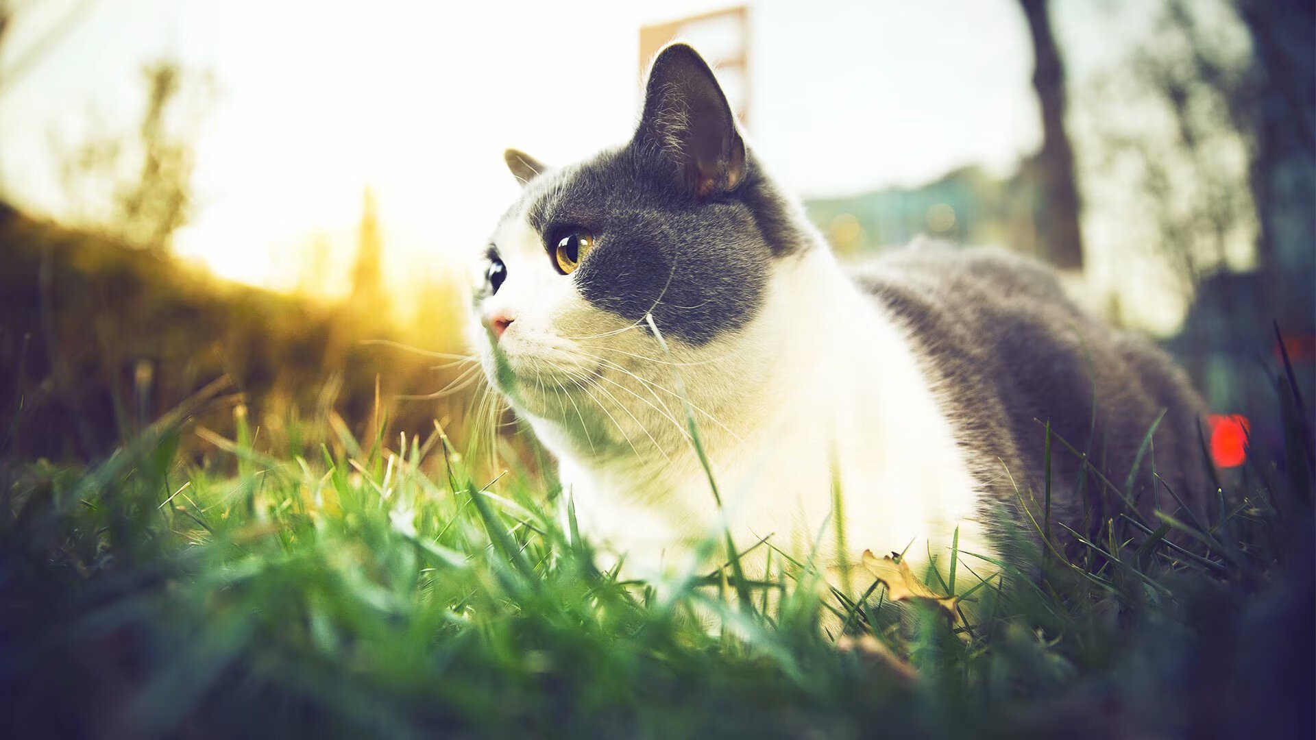 格纳布里打出统治级数据,波兰与加纳对决中巨星光芒四射