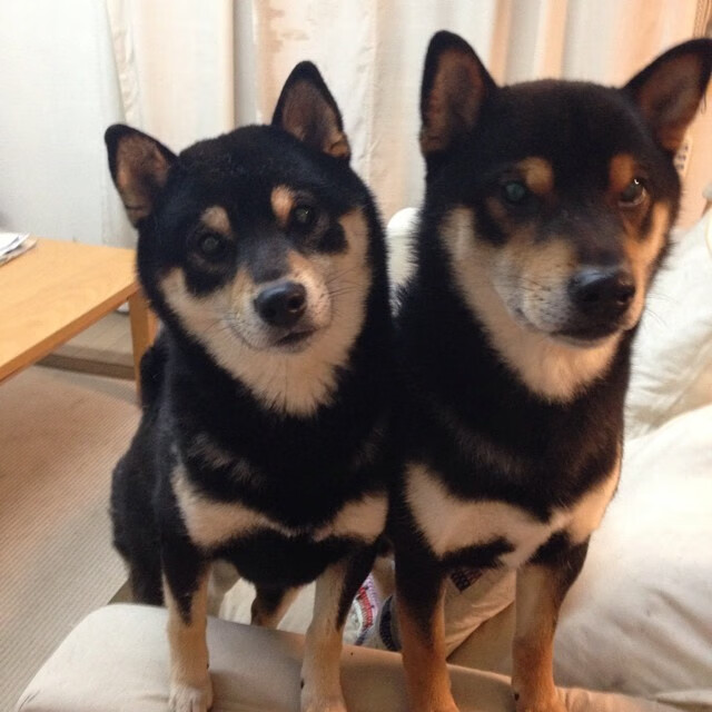 终极审判日,欧文冷血猎日计划,黄蜂如何正面碾碎太阳神话