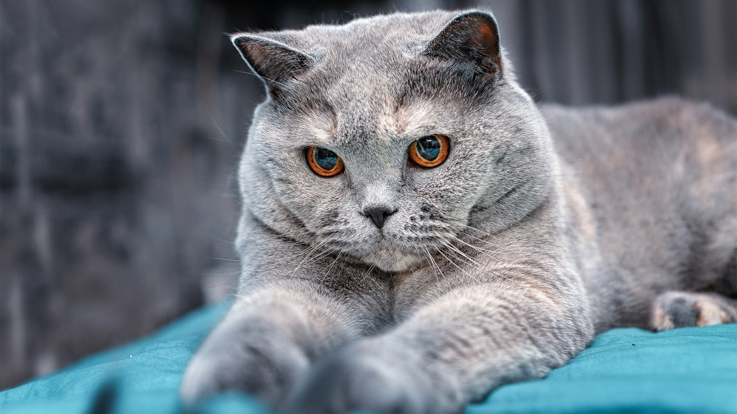 英超争冠战火燃,活塞淘汰鹈鹕晋级—体育双线激战实录