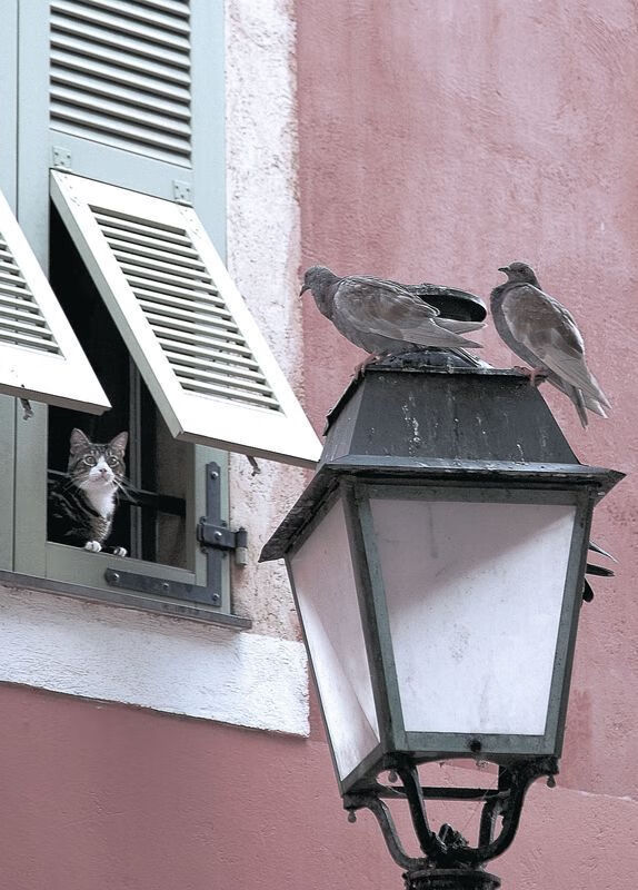 篮网的进攻洪流与东契奇的孤独赞歌，当团队风暴遭遇个人神迹