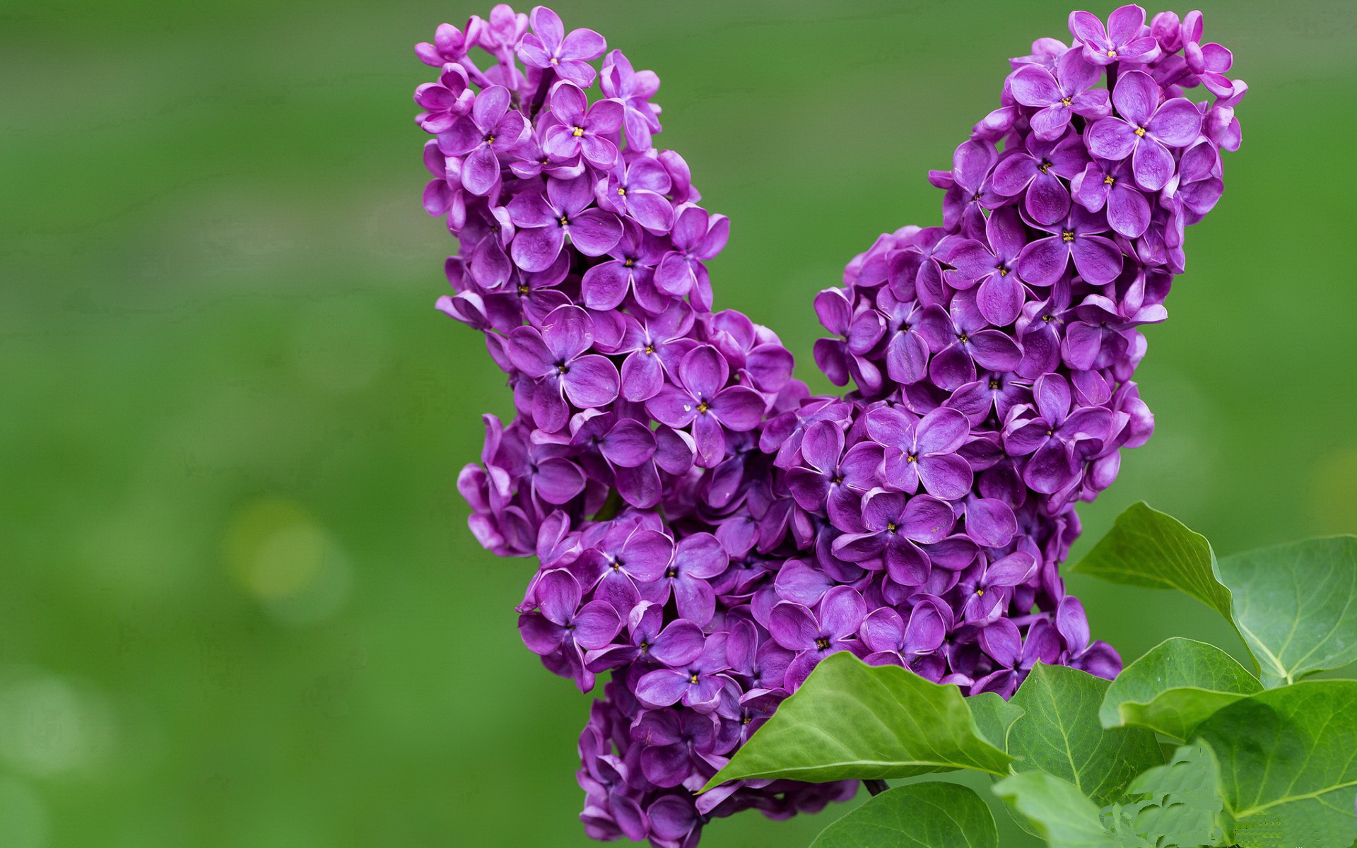 沉默王牌利刃出鞘，迪亚斯绝境引爆尼日利亚翻盘巴萨
