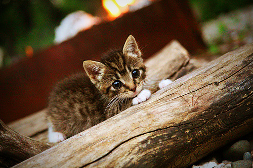 曼城破晓利刃，福登再演关键先生，蓝月轻取威尔士续写霸权序章