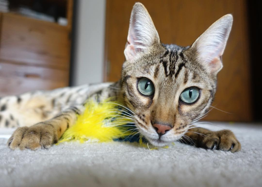 掌控之夜，佩德里在美加墨世界杯的魔法舞步