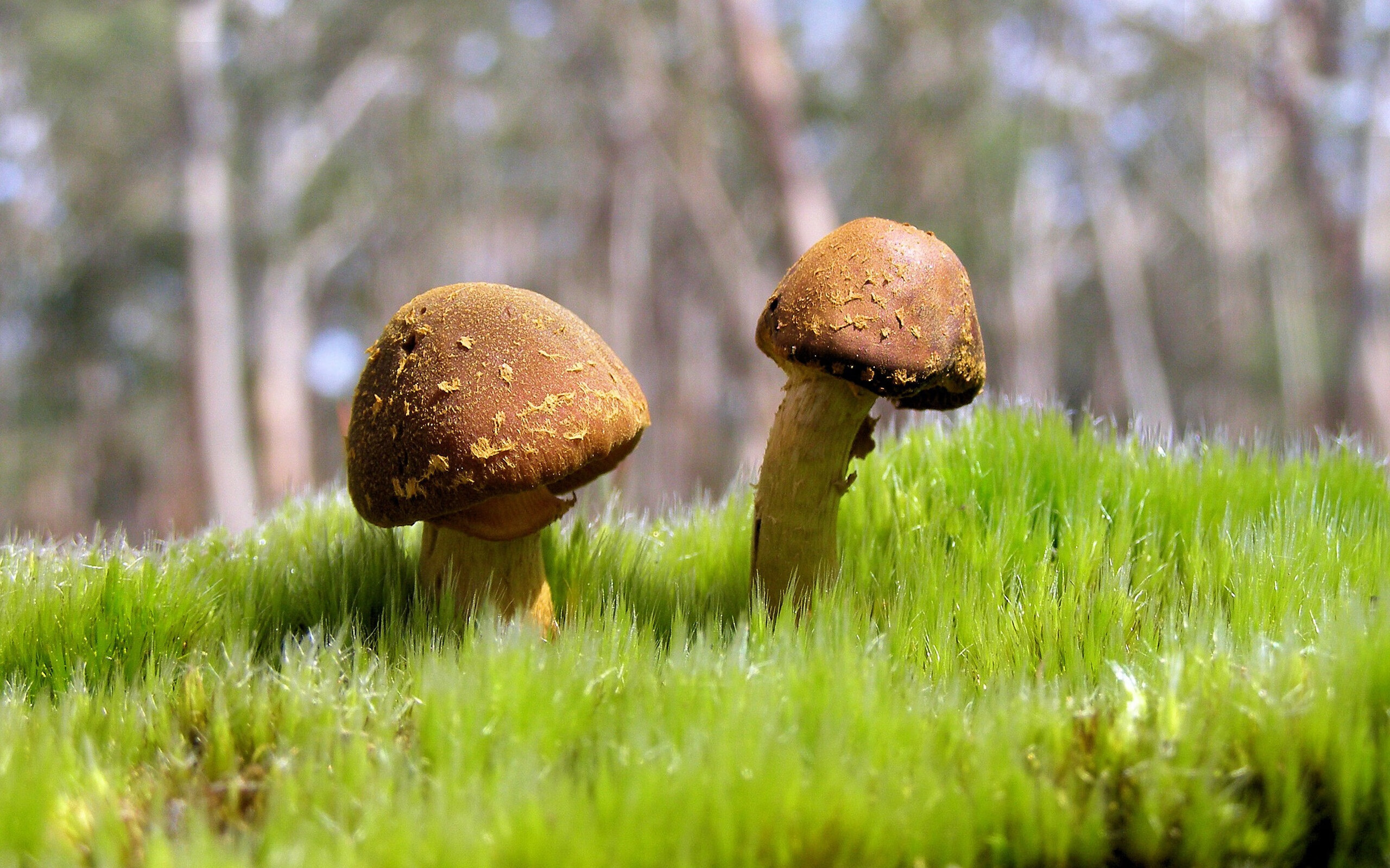 破晓前最暗的夜,切特·霍尔姆格伦与吞噬世界的舞台