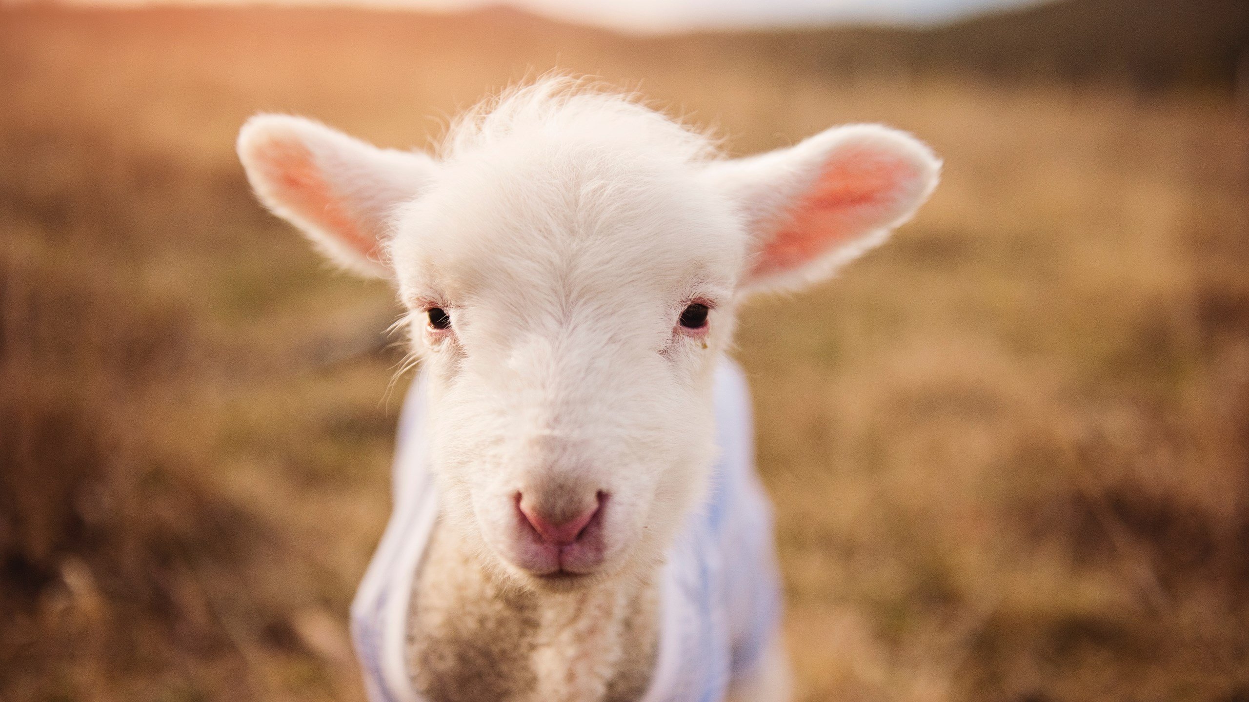 戈麦斯导演逆转风暴，土耳其人的血性与勒沃库森的技术决战