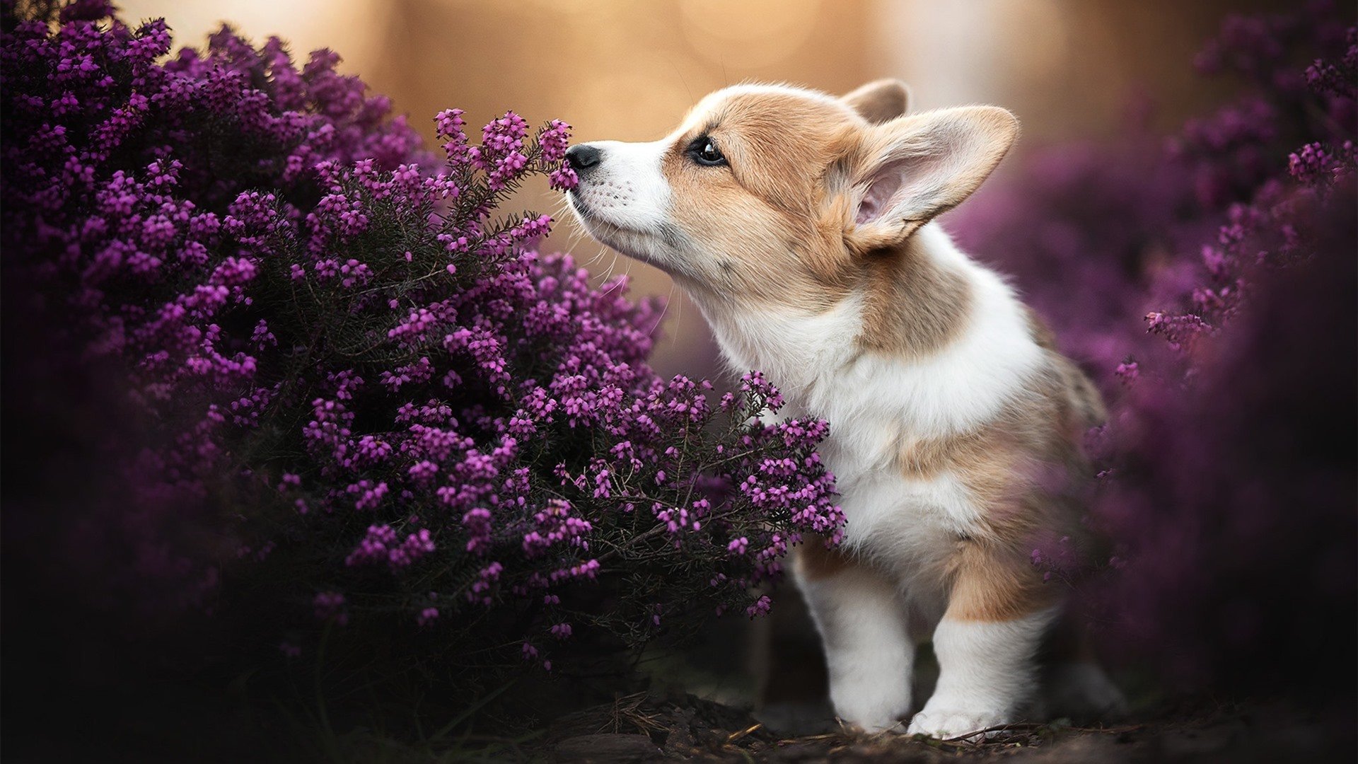 夜之轰鸣,奥纳纳的救赎之战