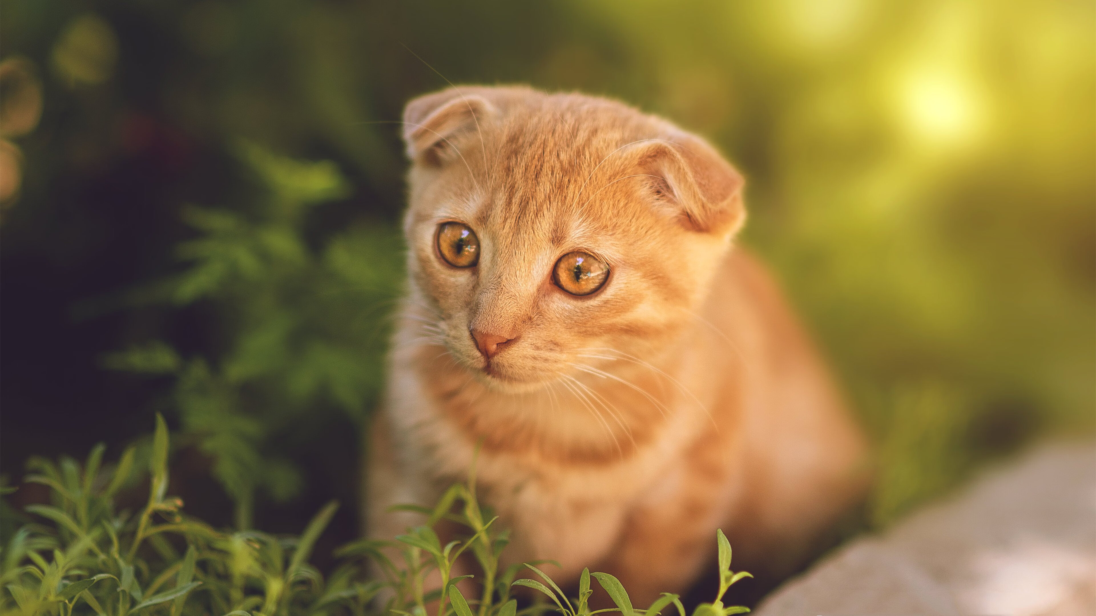 铁壁防守锁死攻势,京多安一锤定音—委内瑞拉1-0力克厄瓜多尔