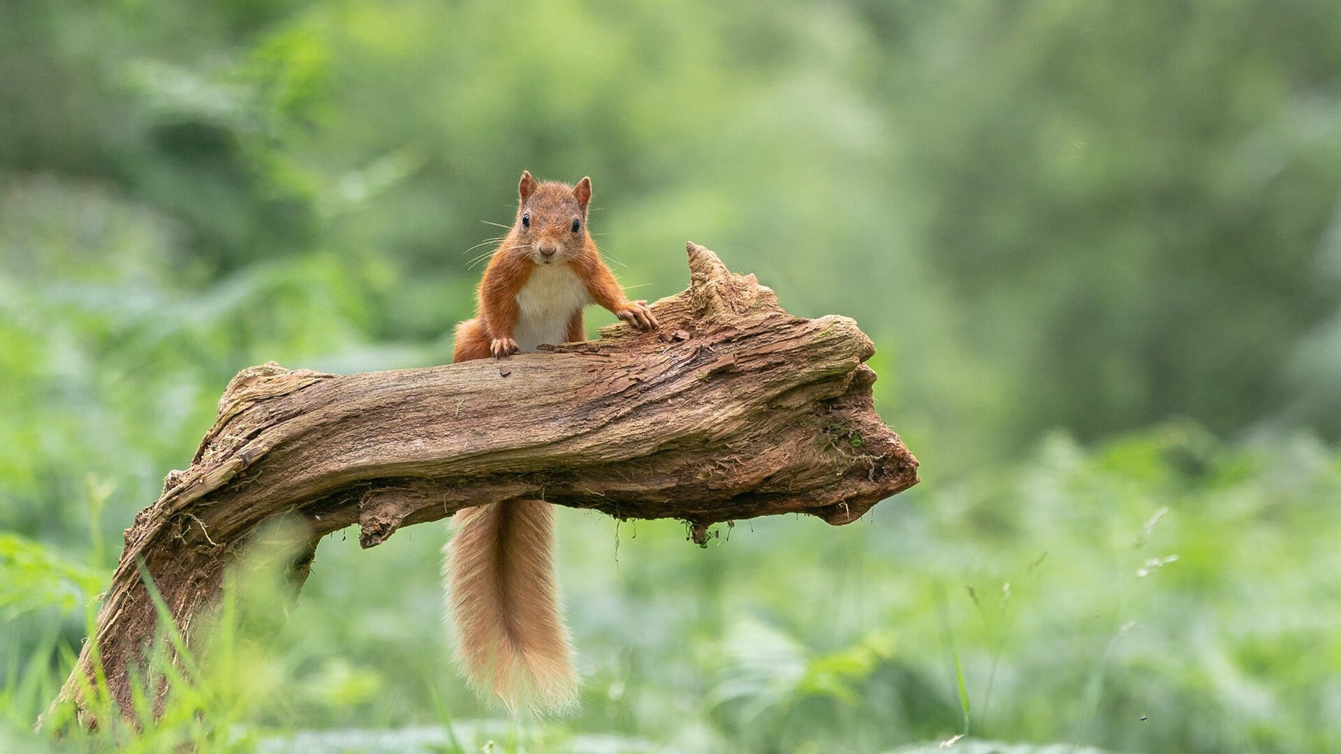 世界杯舞台上的英超内战,曼联帮单节击溃埃及法老